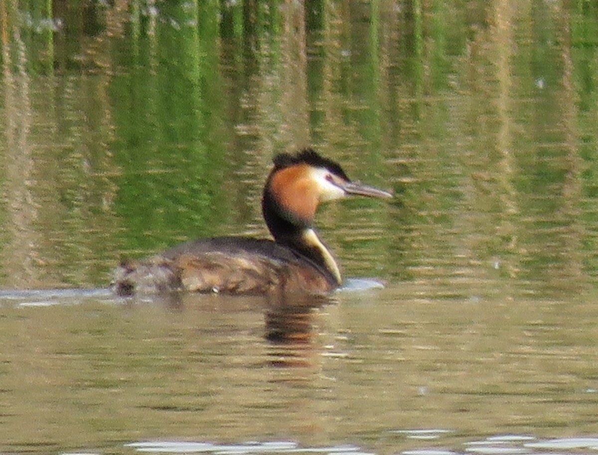 Great Crested Grebe - ML618715384