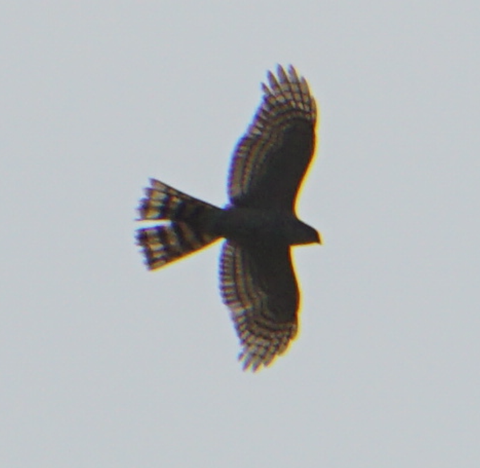 Eurasian Sparrowhawk - ML618715408