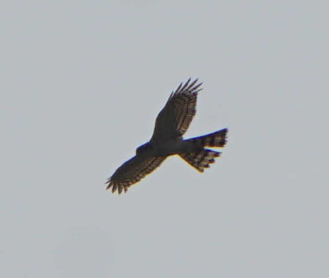 Eurasian Sparrowhawk - ML618715409