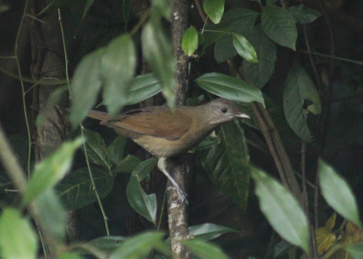 Pale-breasted Thrush - ML618715422