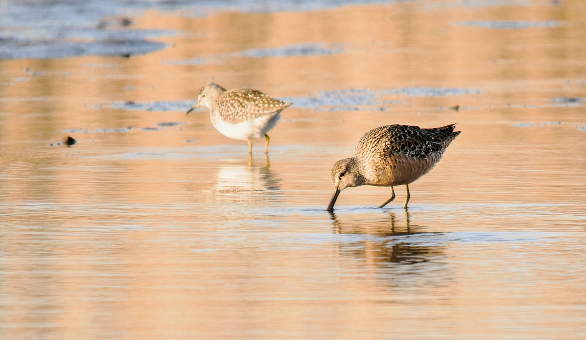 Long-billed Dowitcher - ML618715458