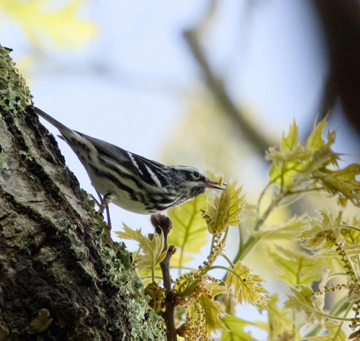 Black-and-white Warbler - ML618715514