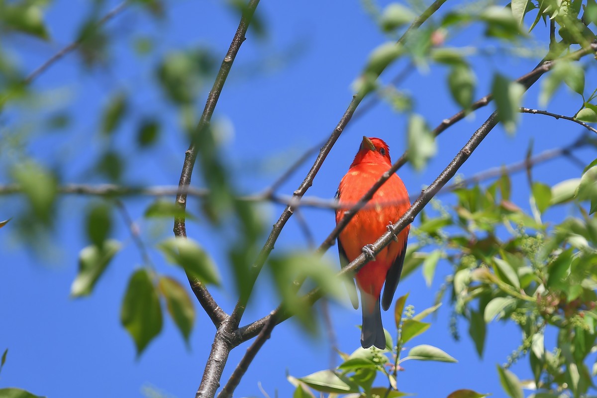 Scarlet Tanager - ML618715517