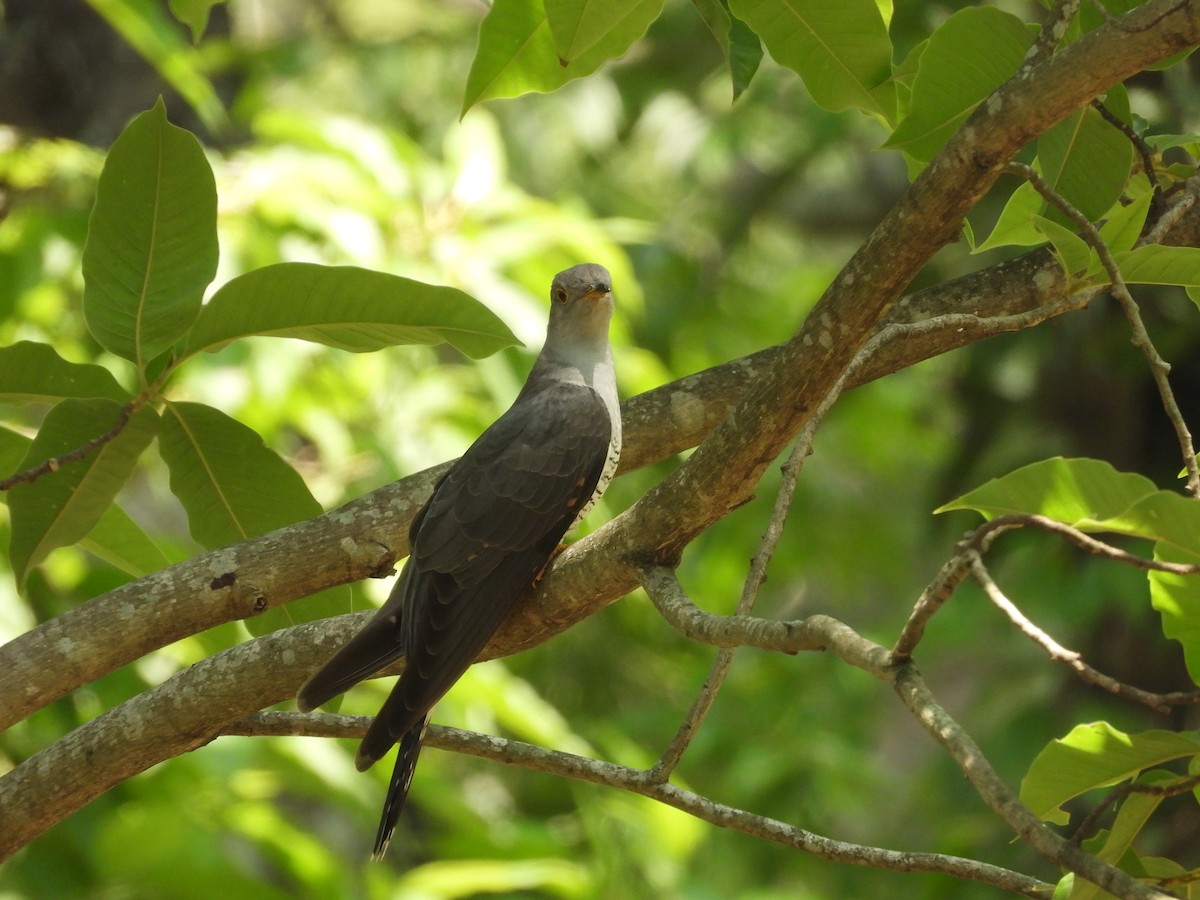 Common Cuckoo - ML618715528