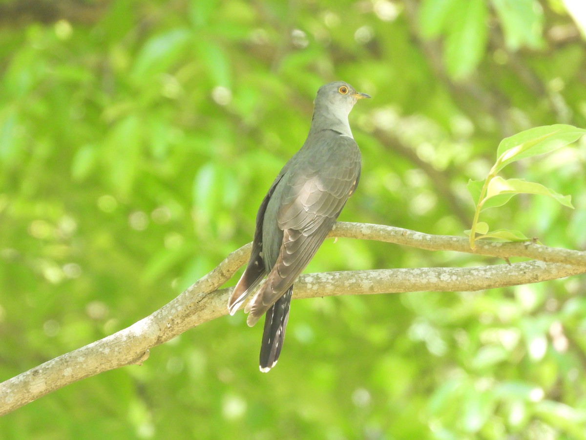Common Cuckoo - ML618715531