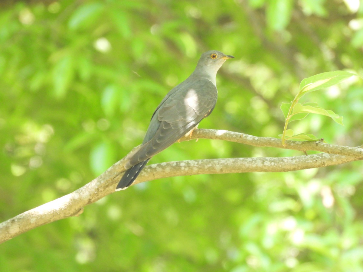 Common Cuckoo - ML618715532