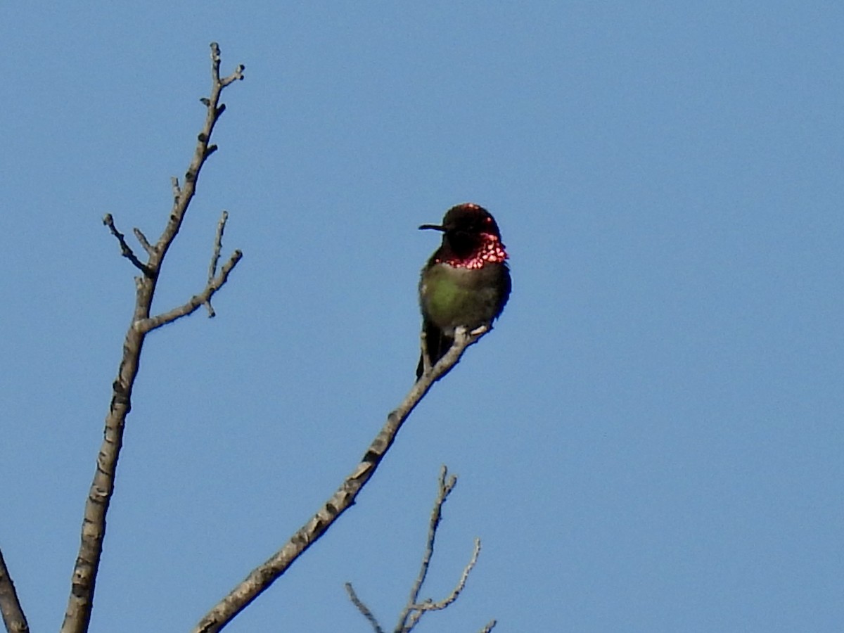 Anna's Hummingbird - ML618715537