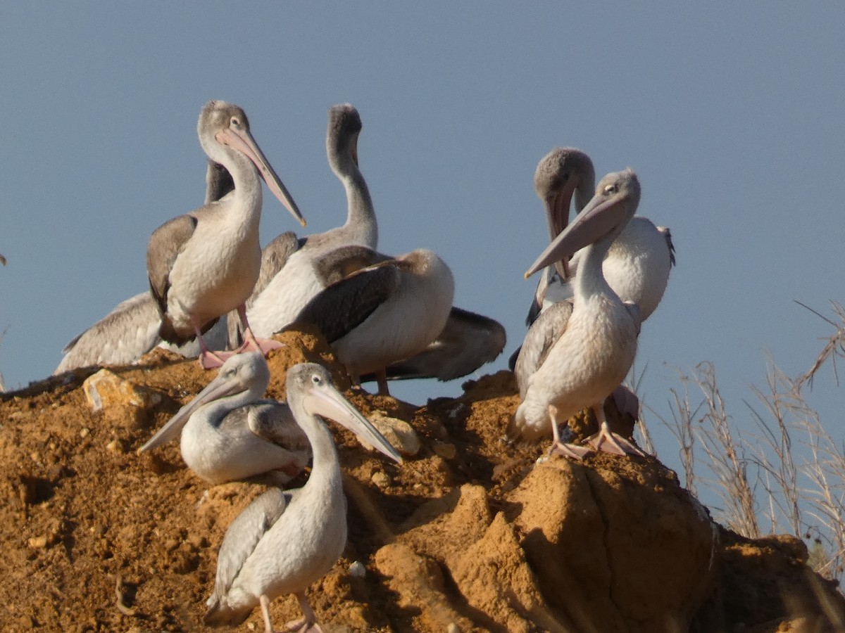 Pink-backed Pelican - ML618715560