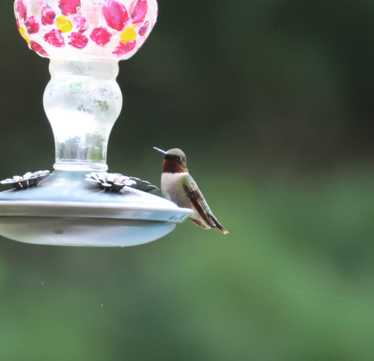Ruby-throated Hummingbird - ML618715579