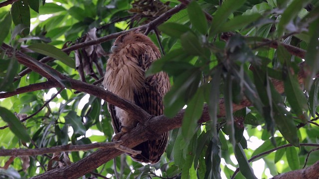 Philippine Eagle-Owl - ML618715587