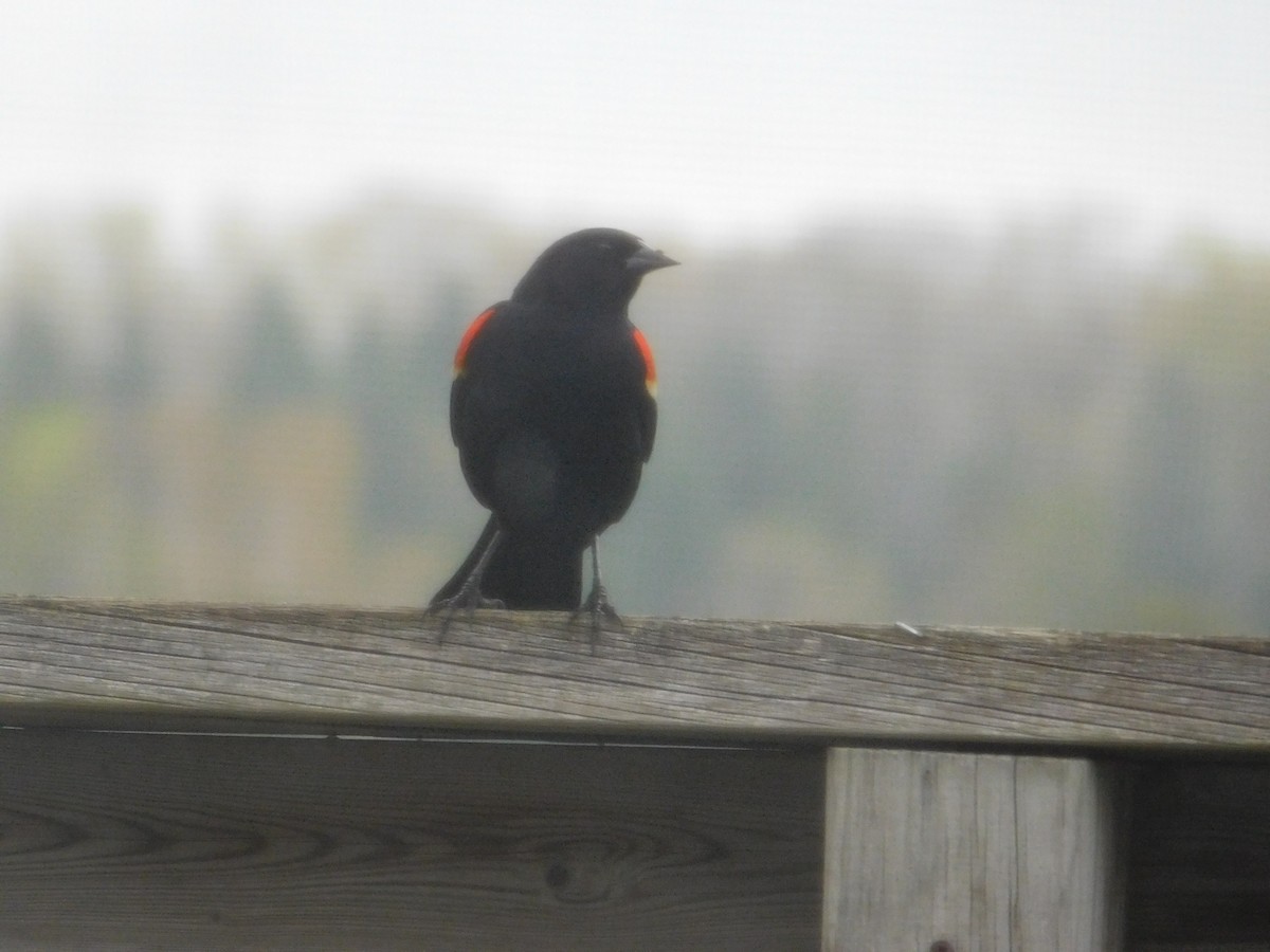 Red-winged Blackbird - ML618715598