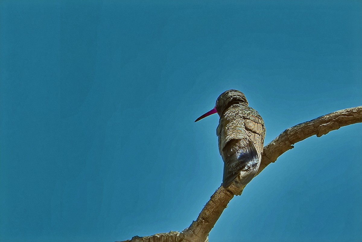 Broad-billed Hummingbird - ML618715599