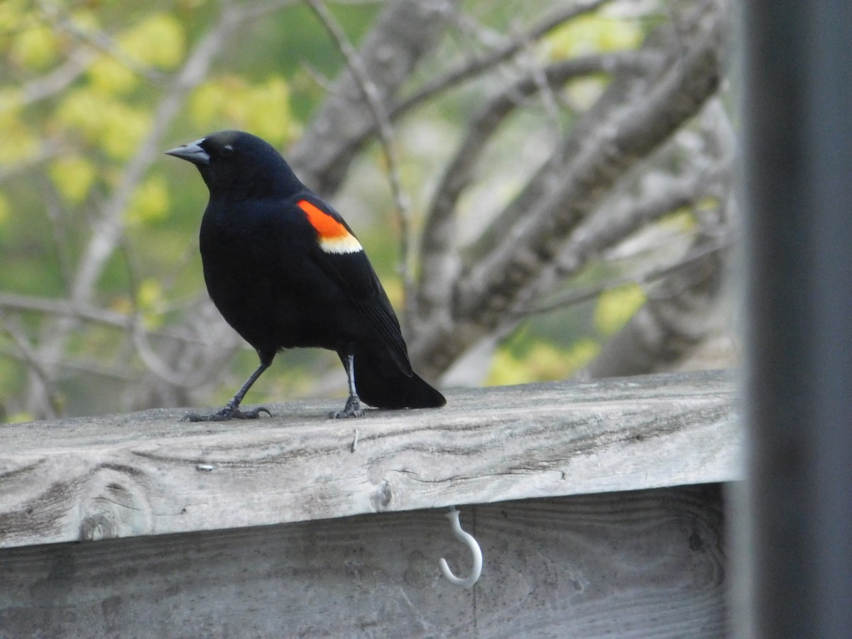 Red-winged Blackbird - ML618715601