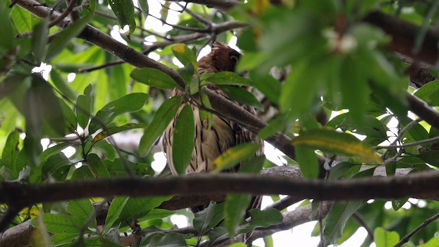 Philippine Eagle-Owl - ML618715650