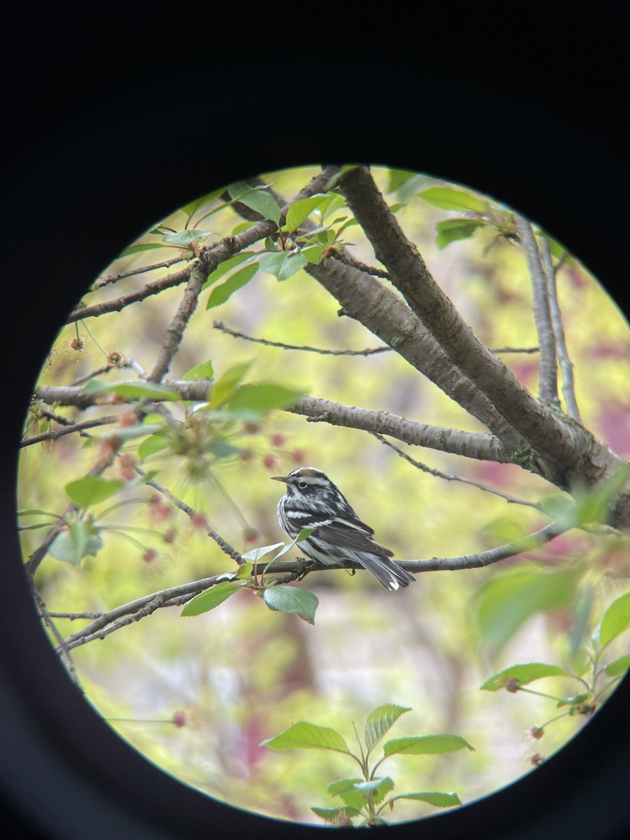 Black-and-white Warbler - ML618715656
