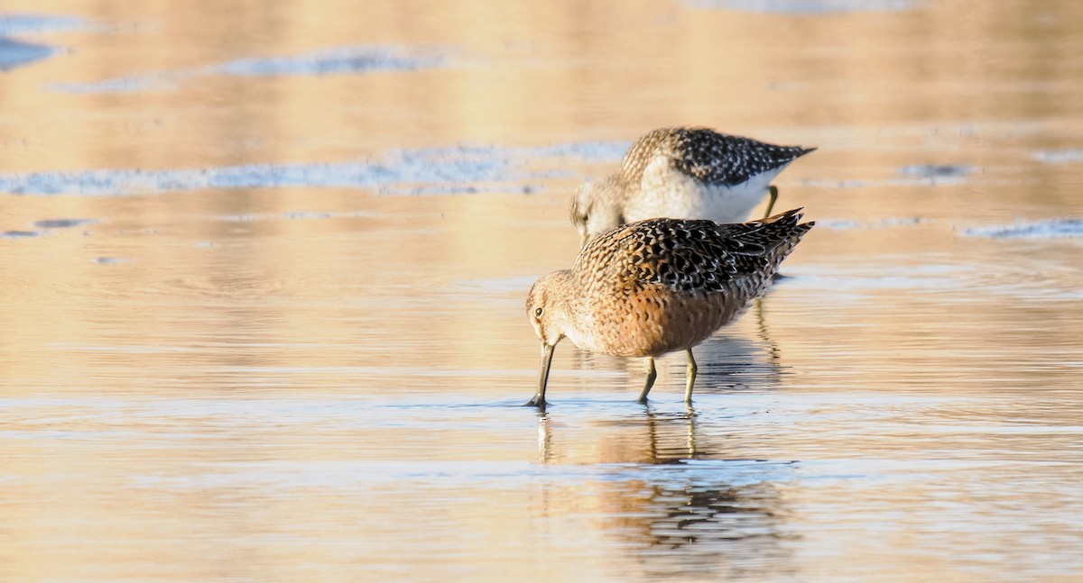 Long-billed Dowitcher - ML618715669