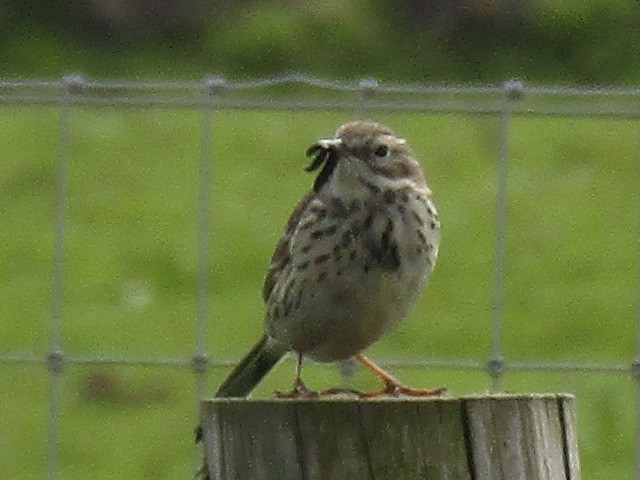 Meadow Pipit - ML618715693