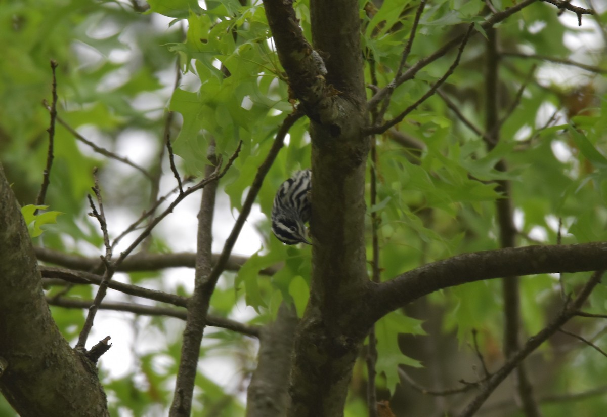Black-and-white Warbler - ML618715696