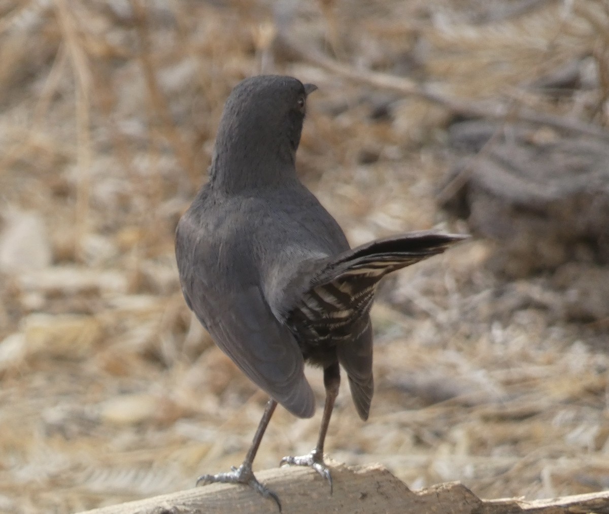 Northern Anteater-Chat - ML618715698
