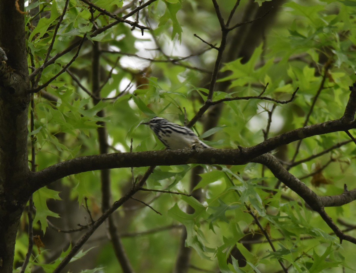 Black-and-white Warbler - ML618715701