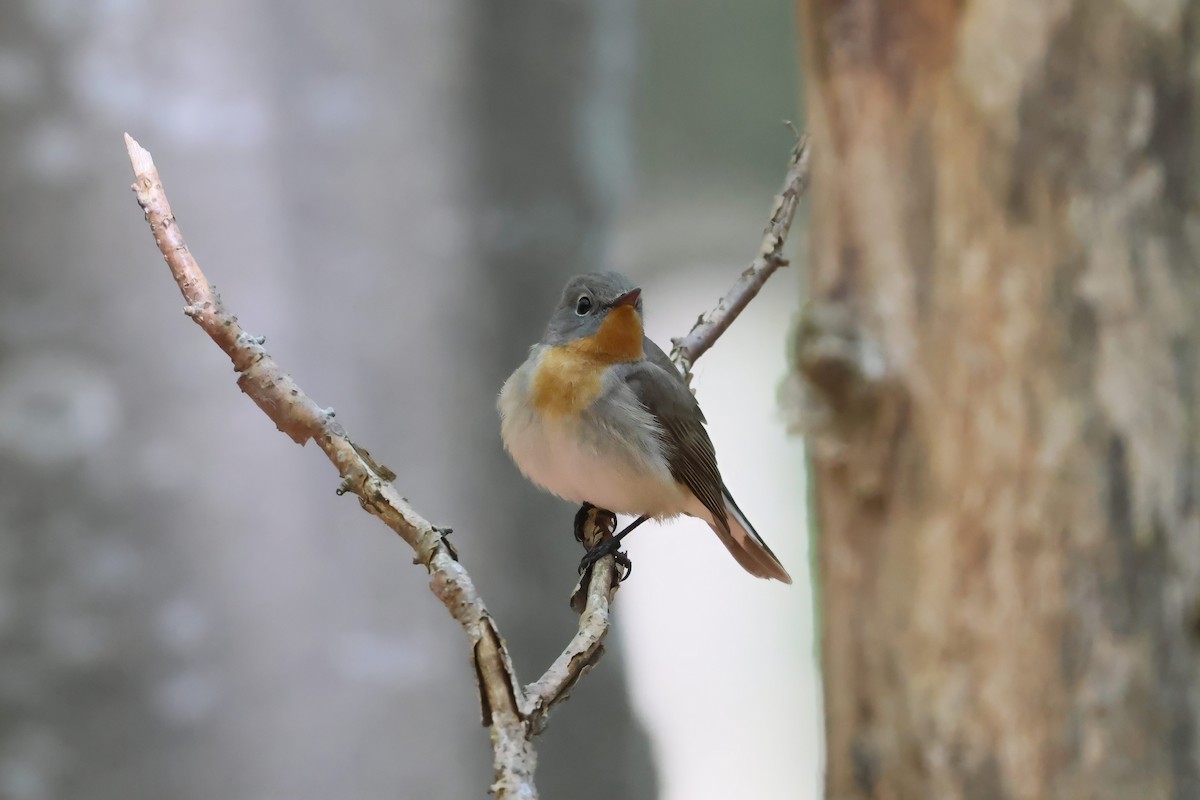 Red-breasted Flycatcher - ML618715710