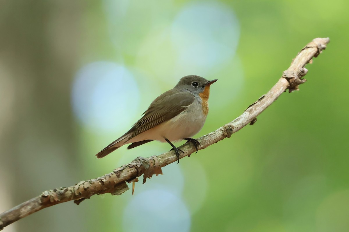 Red-breasted Flycatcher - ML618715711