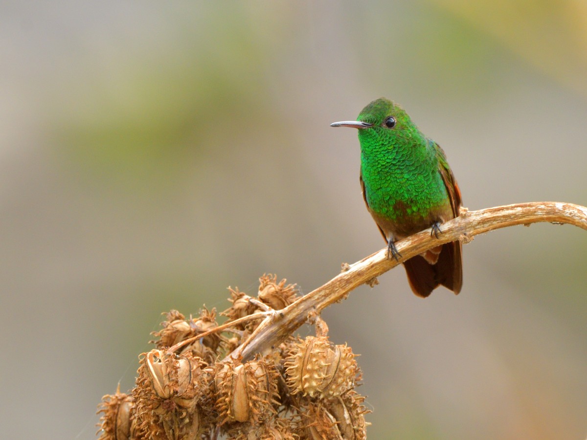 kolibřík mexický - ML618715752