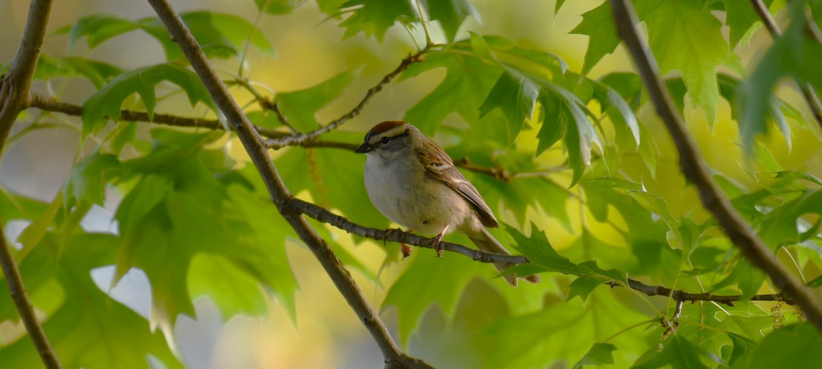 Chipping Sparrow - ML618715758