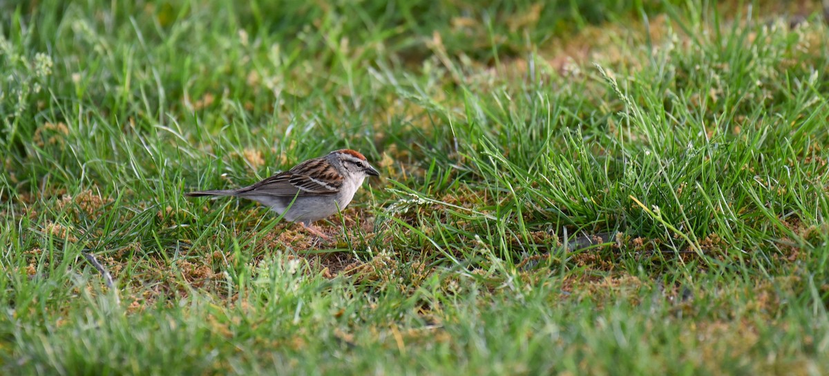 Chipping Sparrow - Dan Rauch