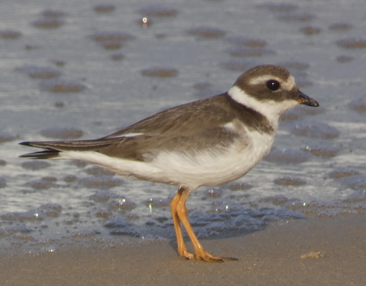 Common Ringed Plover - ML618715799
