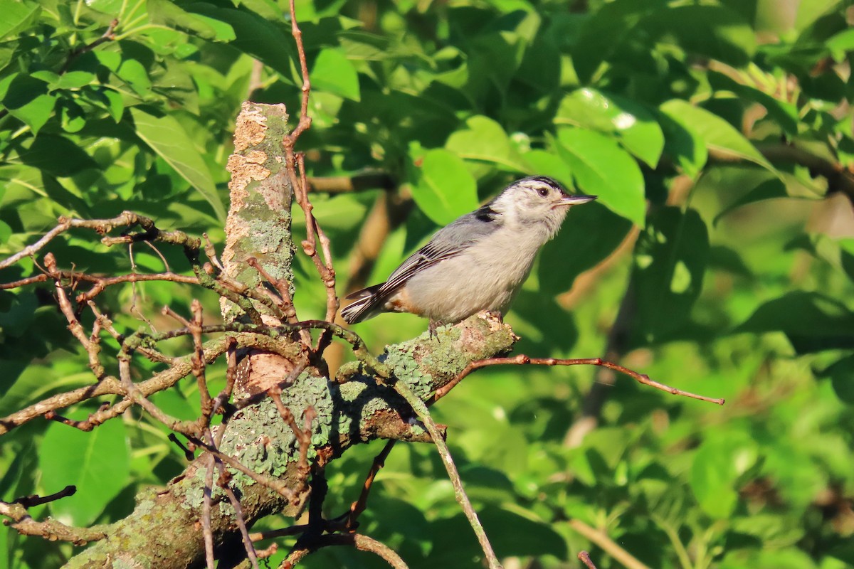 White-breasted Nuthatch - ML618715838