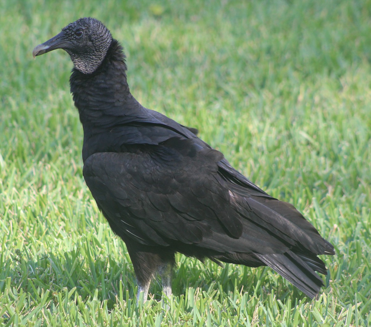 Black Vulture - ML618715885