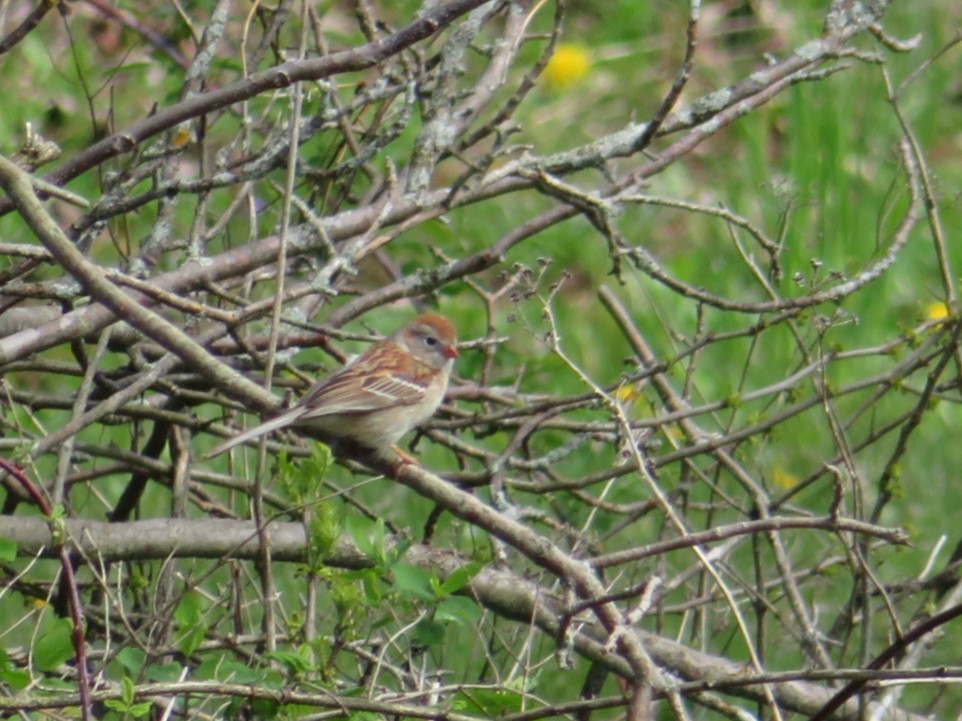 Field Sparrow - ML618715887