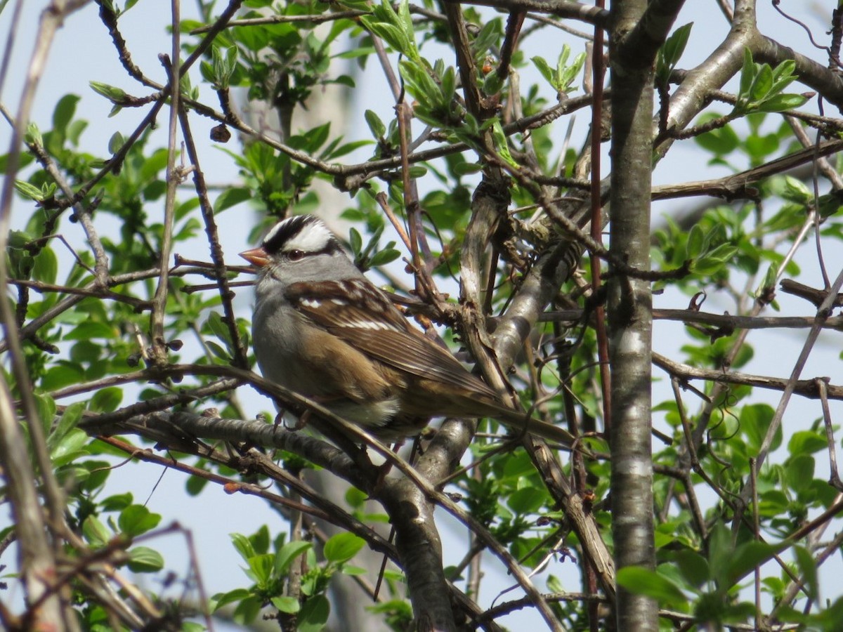 White-crowned Sparrow - ML618715894