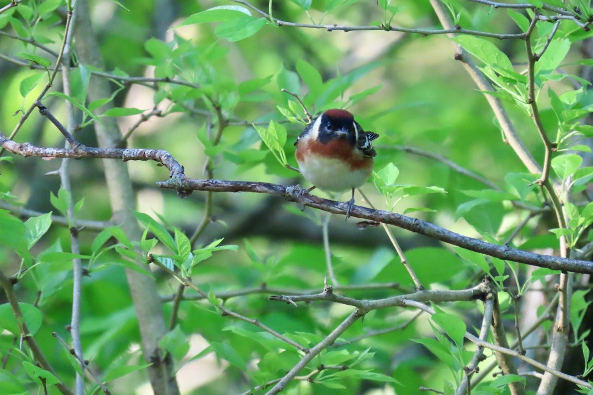Bay-breasted Warbler - ML618715909