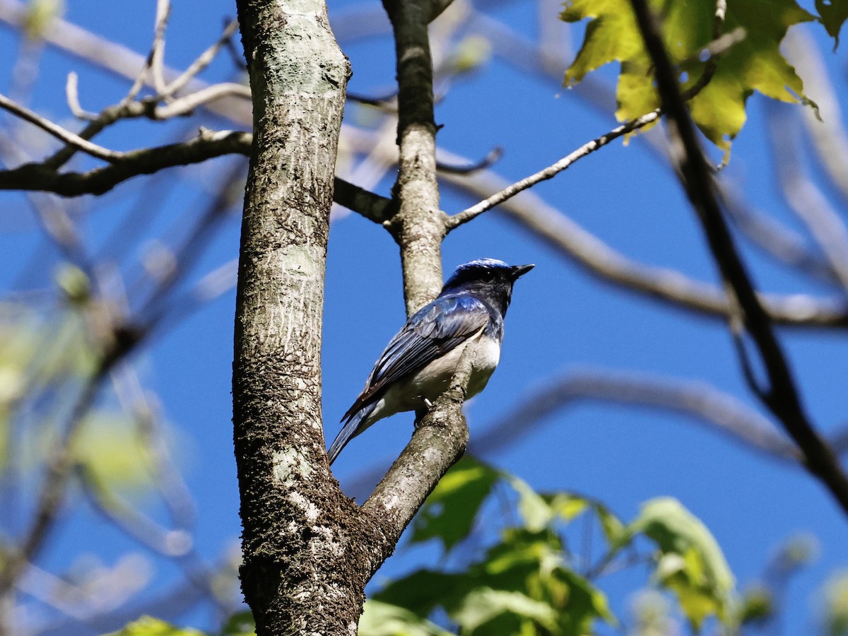 Blue-and-white Flycatcher - ML618715914