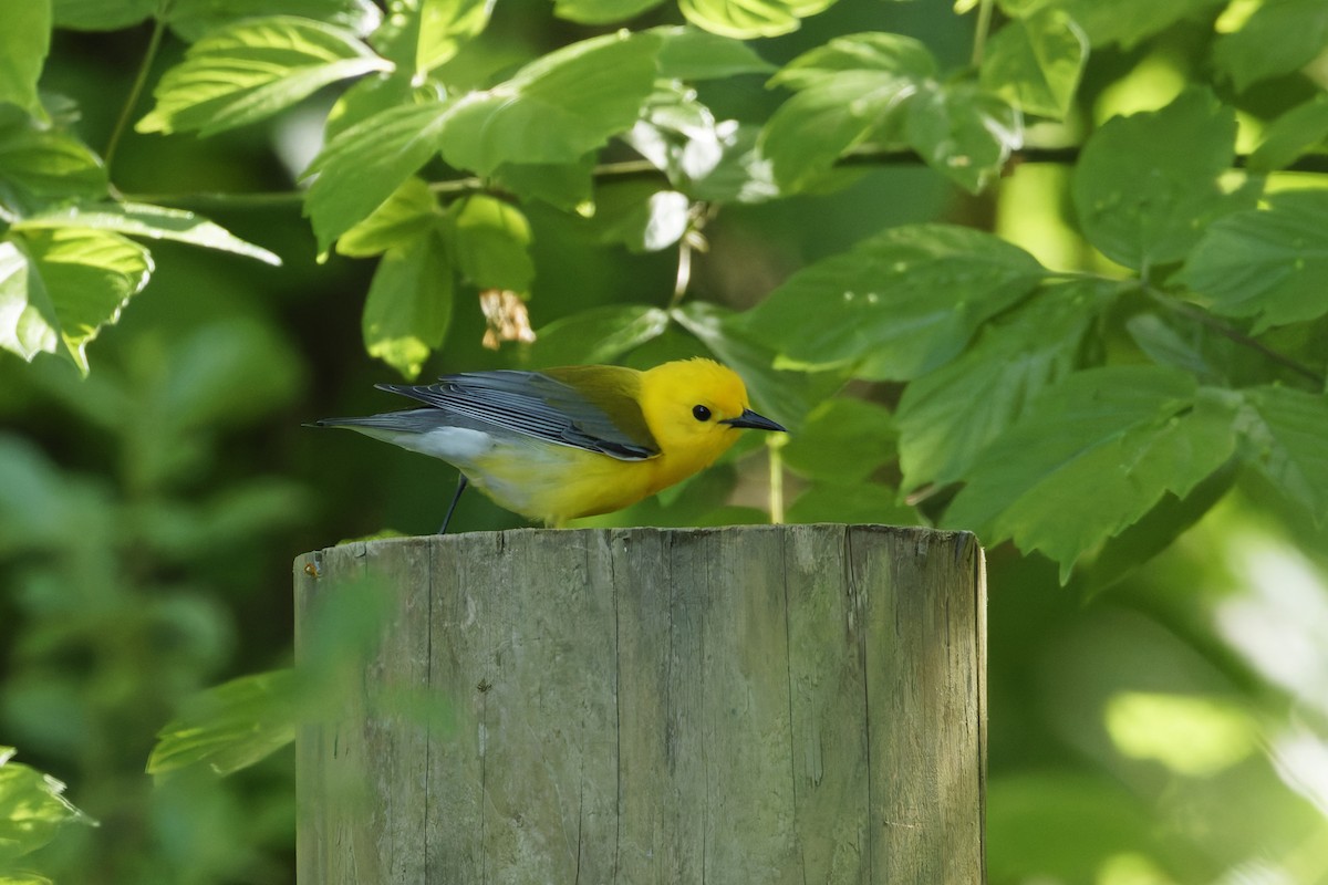 Prothonotary Warbler - ML618715946