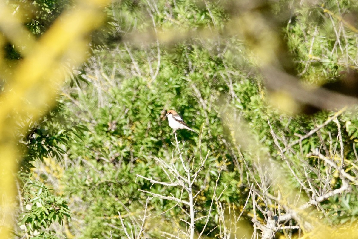 Woodchat Shrike (Balearic) - ML618715956