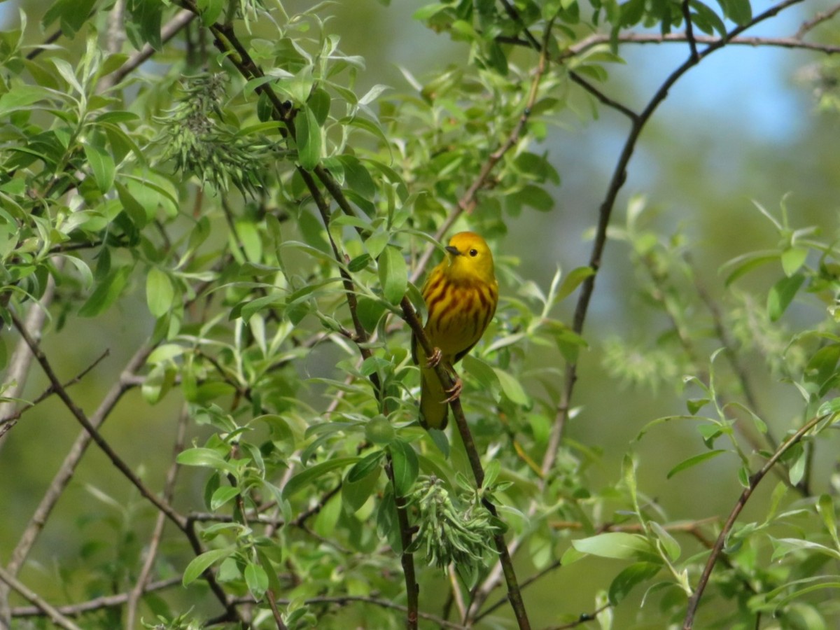 Yellow Warbler - Laura Maskell