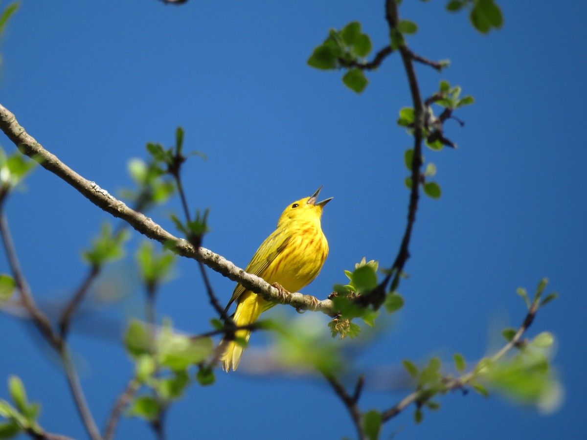 Yellow Warbler - ML618715958