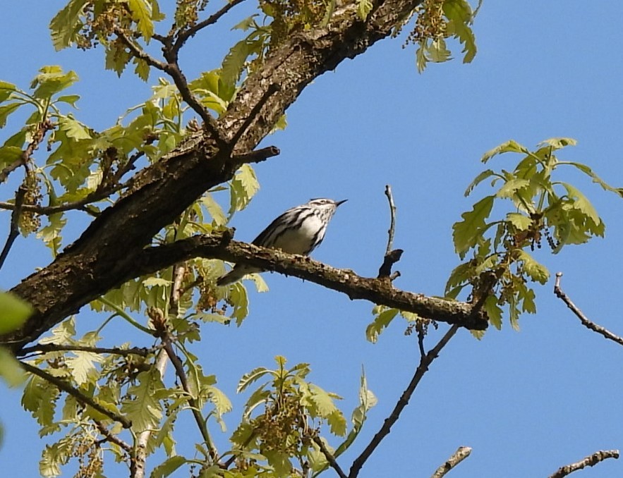 Black-and-white Warbler - ML618715966