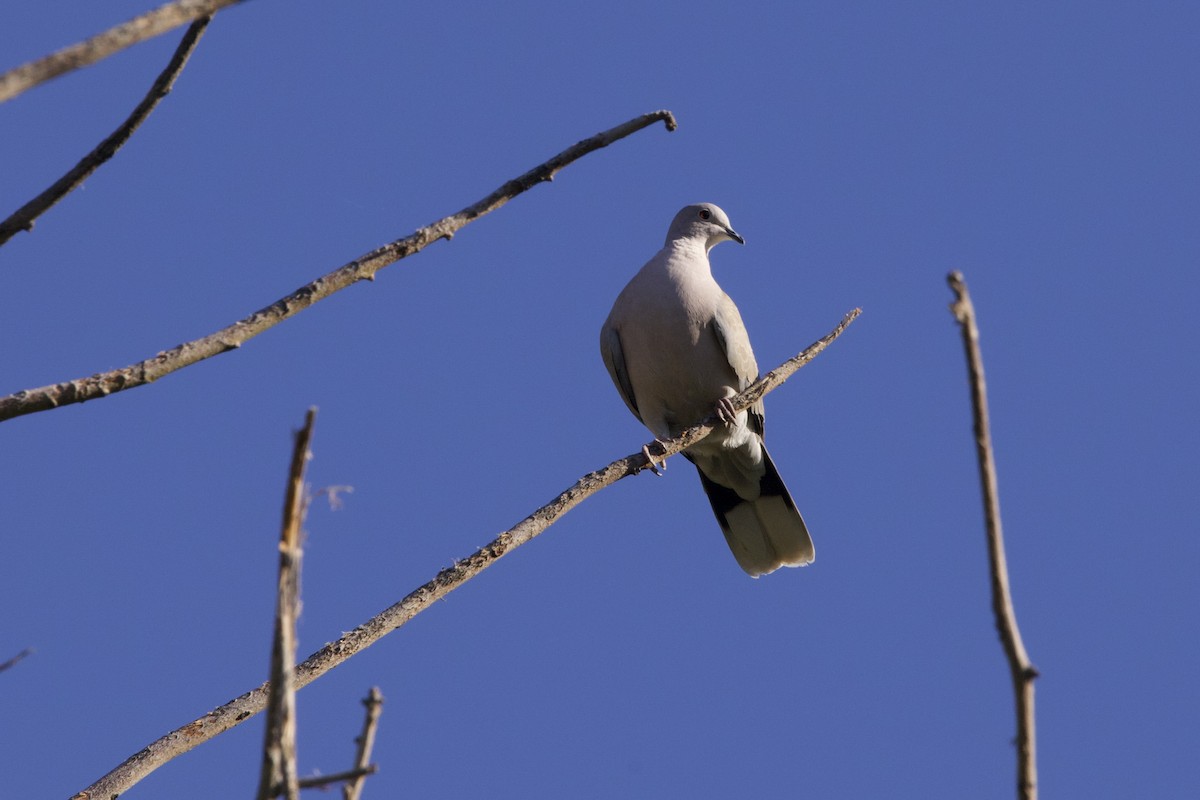 African Collared-Dove - ML618715969