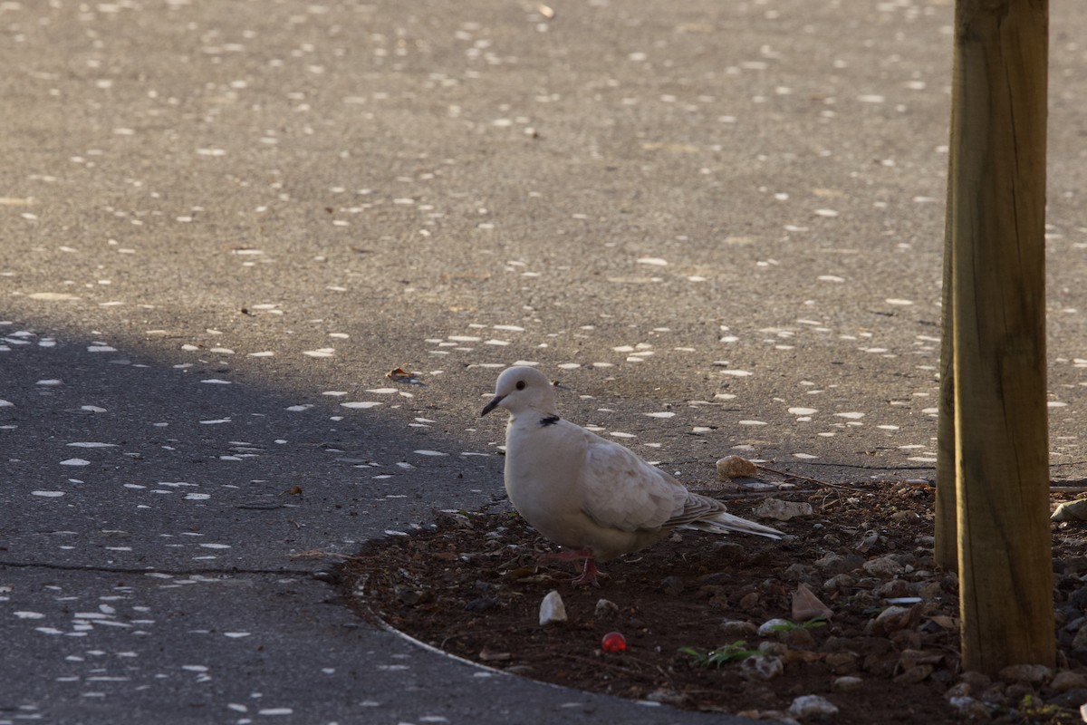 African Collared-Dove - ML618715970