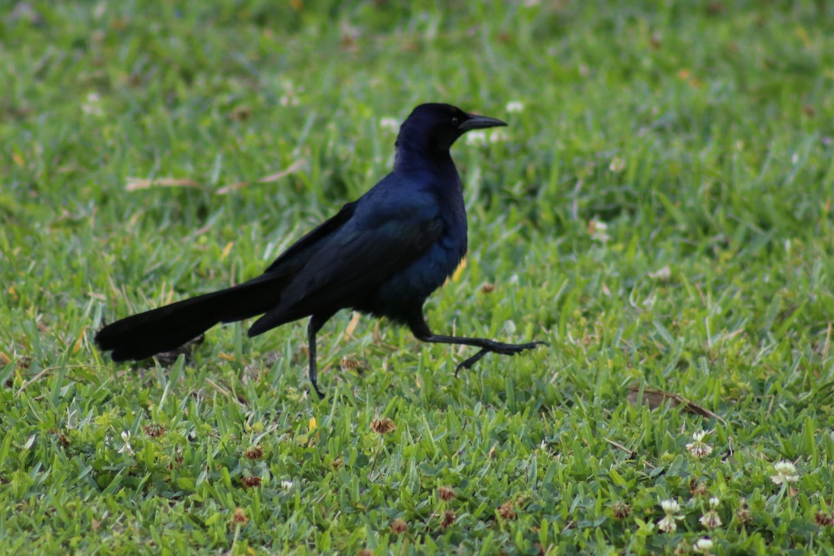 Boat-tailed Grackle - ML618715971