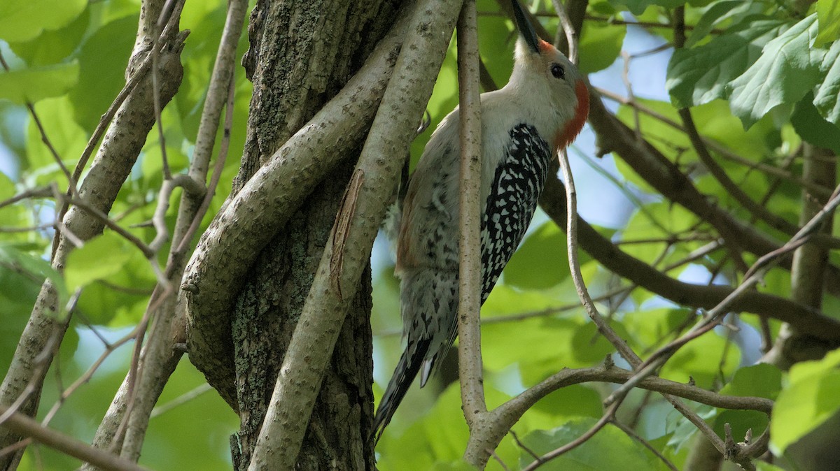 Red-bellied Woodpecker - ML618715978