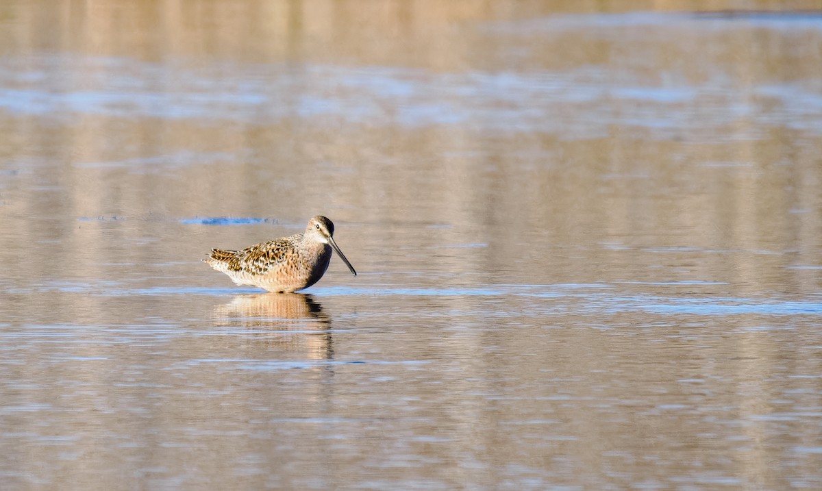 Long-billed Dowitcher - ML618715989
