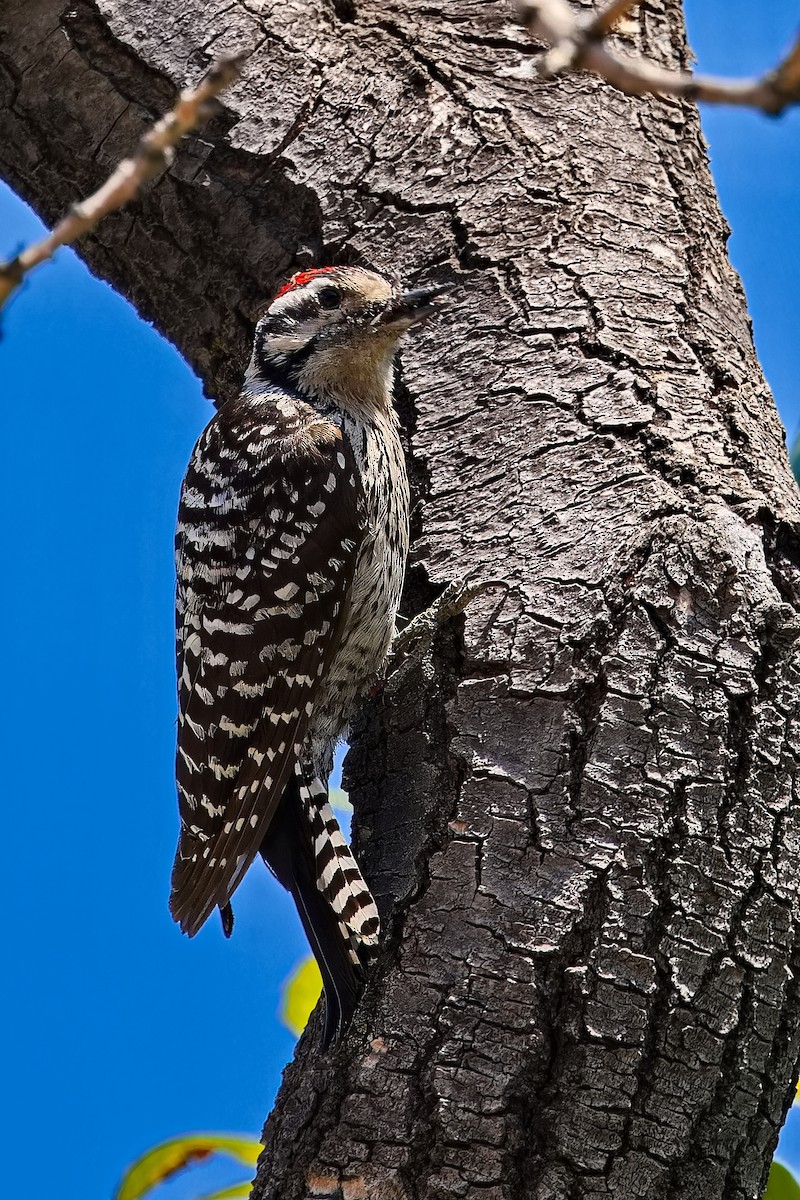 Ladder-backed Woodpecker - ML618716030
