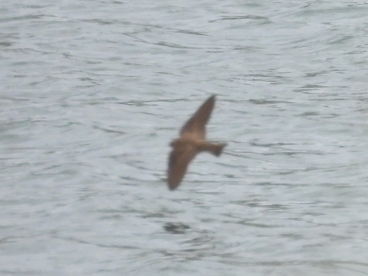 Northern Rough-winged Swallow - ML618716058