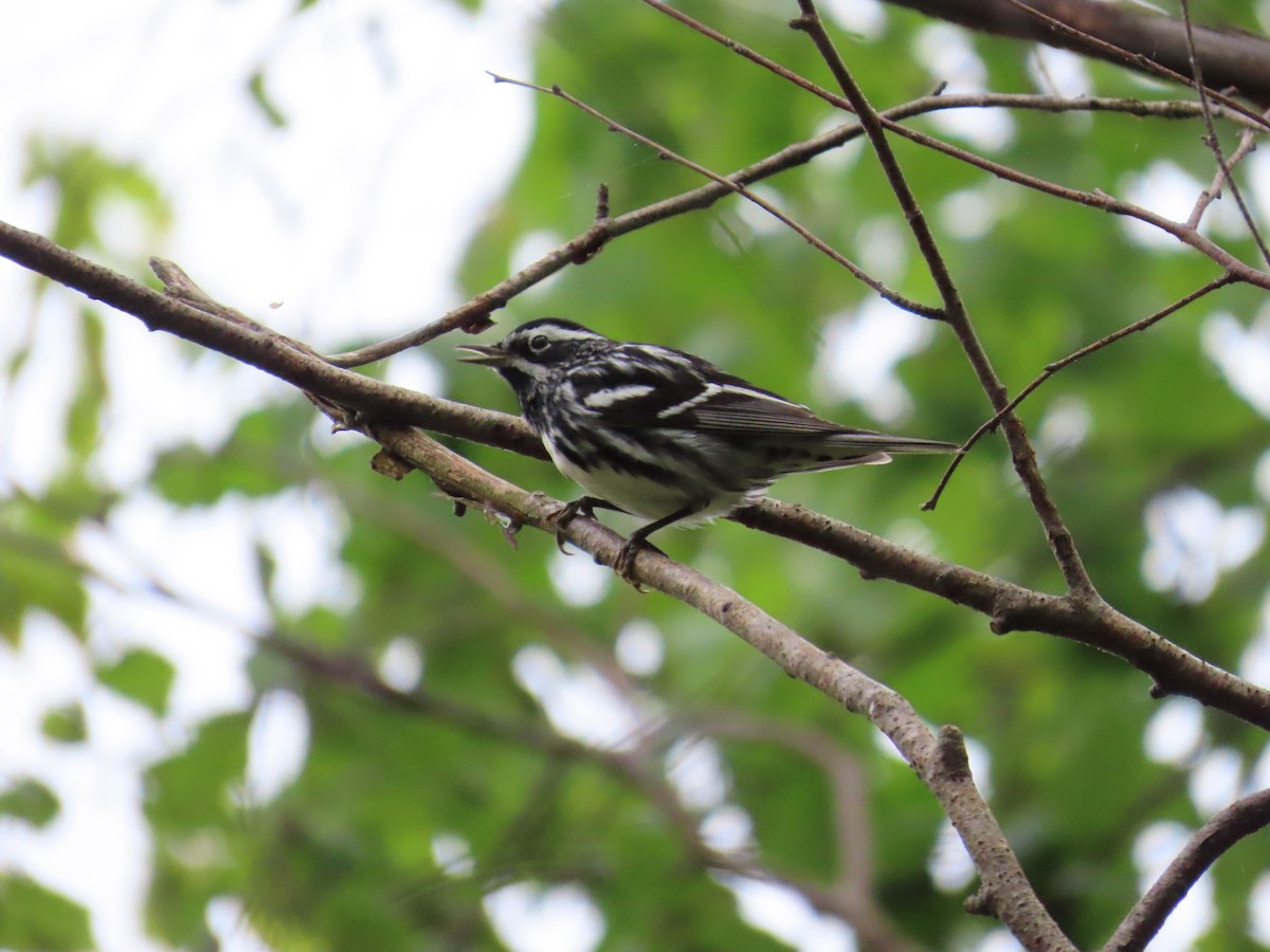 Black-and-white Warbler - ML618716062