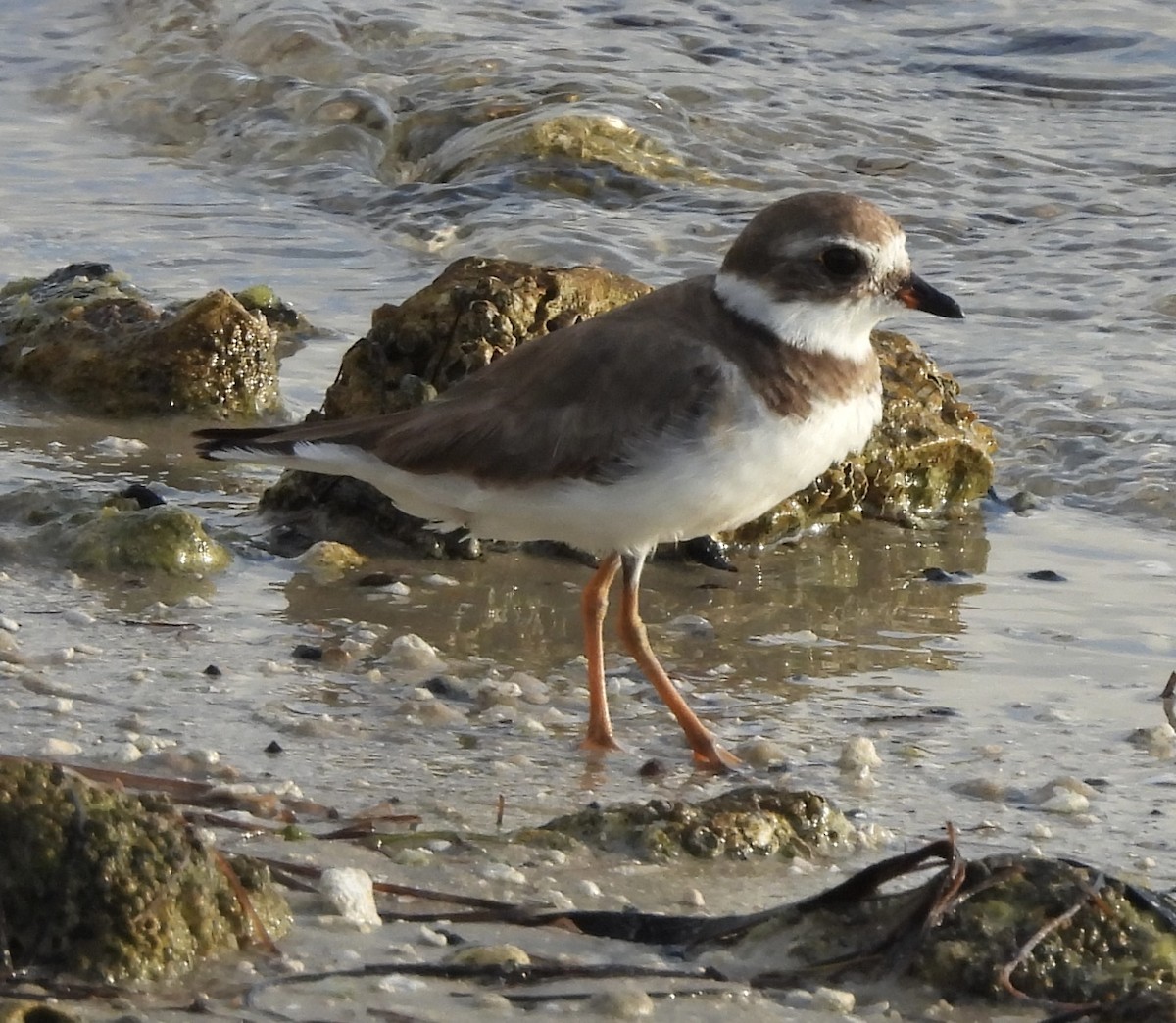 Semipalmated Plover - ML618716080